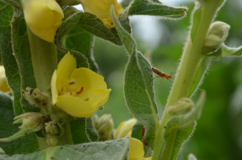 Visite thématique au jardin : Histoire d'une plante - la Molène ...